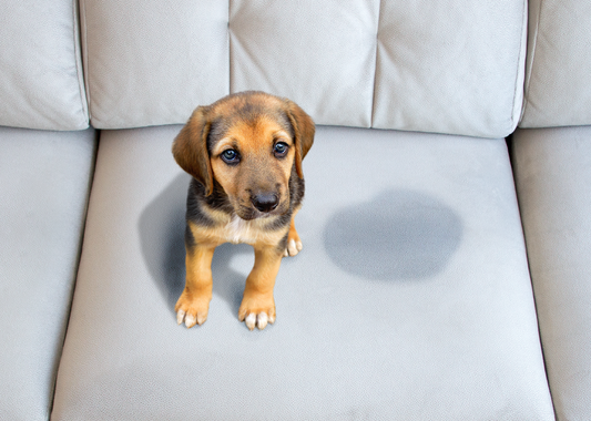 How to Clean Pet Mess and Stains
